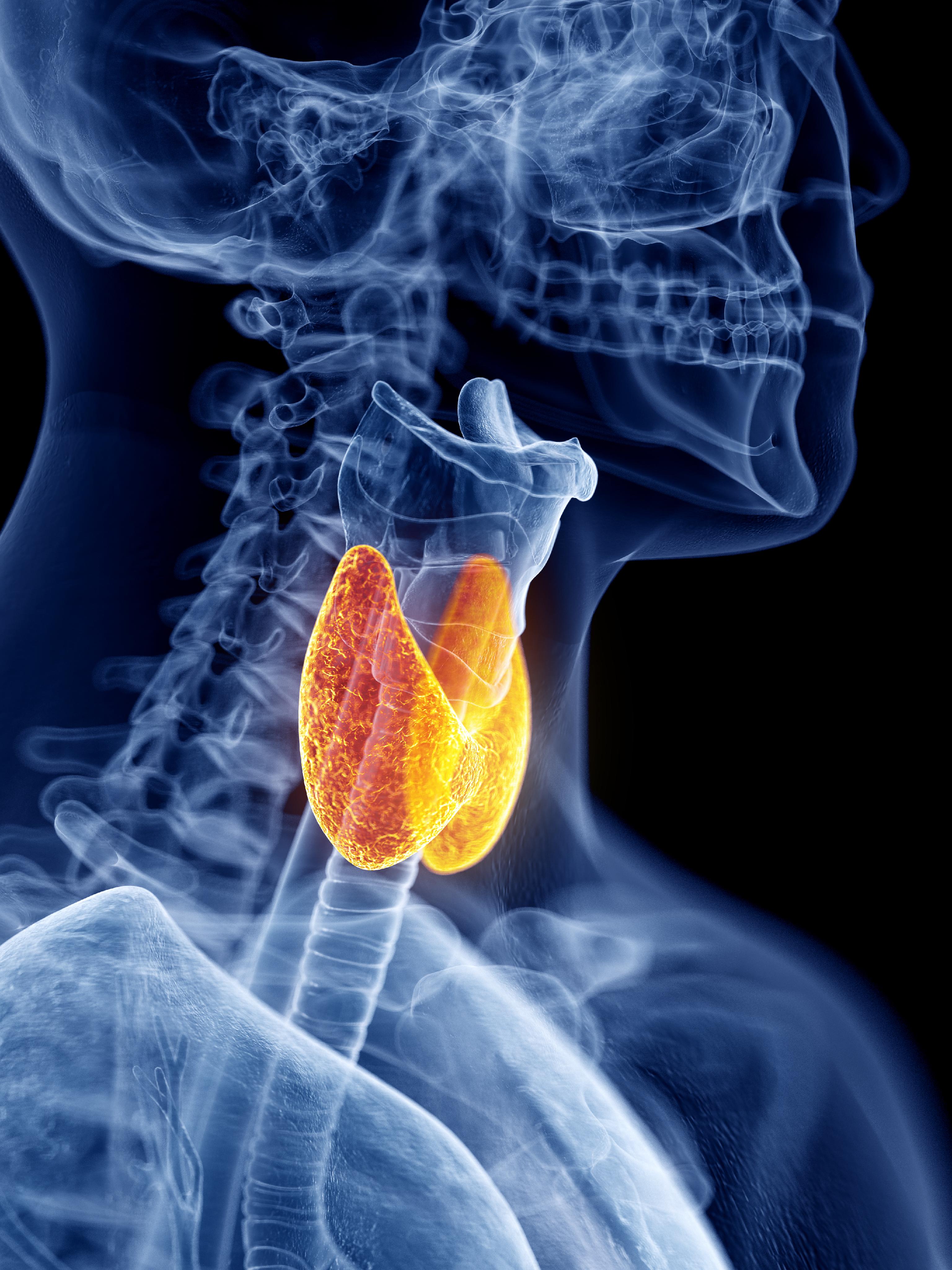 Thyroid Disorders: How Key Nutrients Support Gland Function